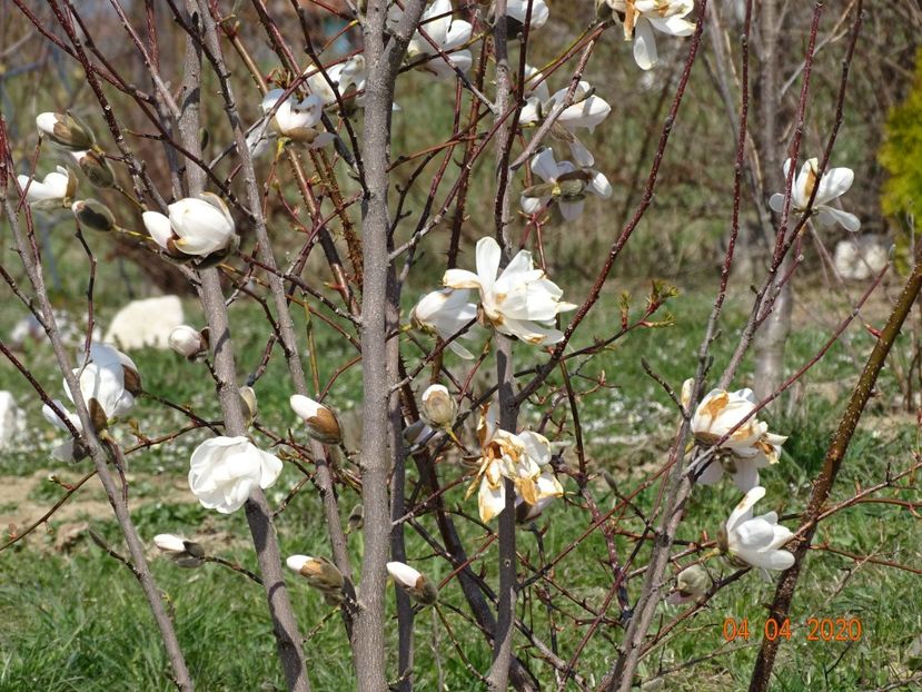 magnolia kobus - z-Dobarland 2020