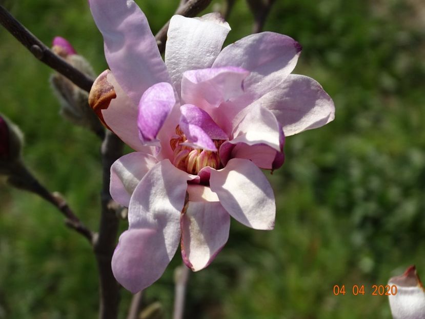 magnolia stellata Rosea - z-Dobarland 2020
