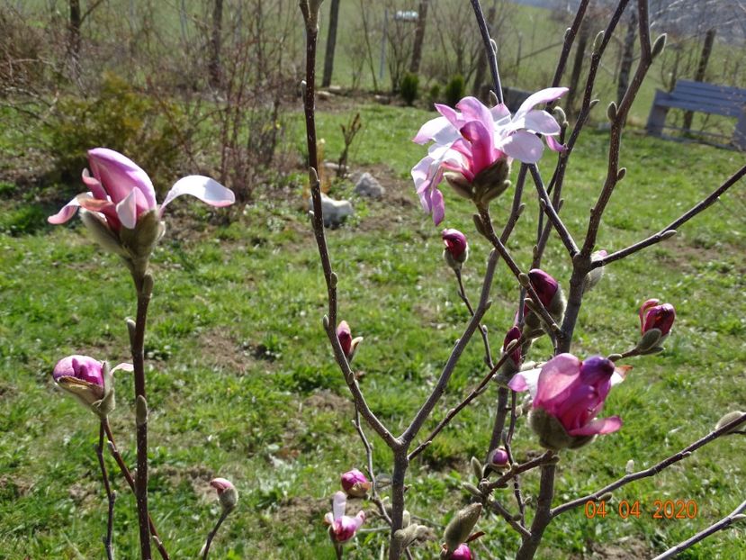 magnolia stellata Rosea - z-Dobarland 2020