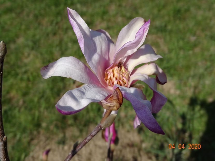 magnolia stellata Rosea - z-Dobarland 2020