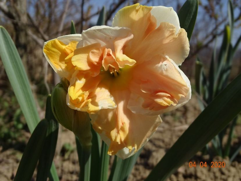 narcisa Apricot Whirl - z-Dobarland 2020