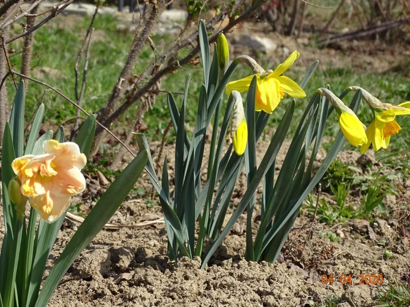 narcise Apricot Whirl si Fortune - z-Dobarland 2020