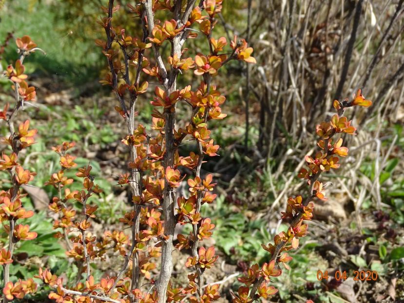 berberis Golden Rocket - z-Dobarland 2020