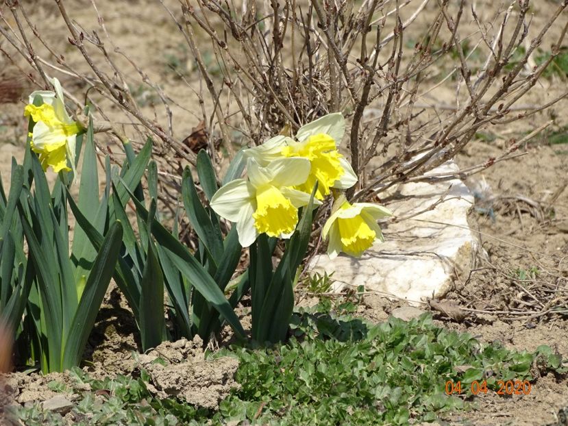 narcise Ice Follies si Frileuse - z-Dobarland 2020