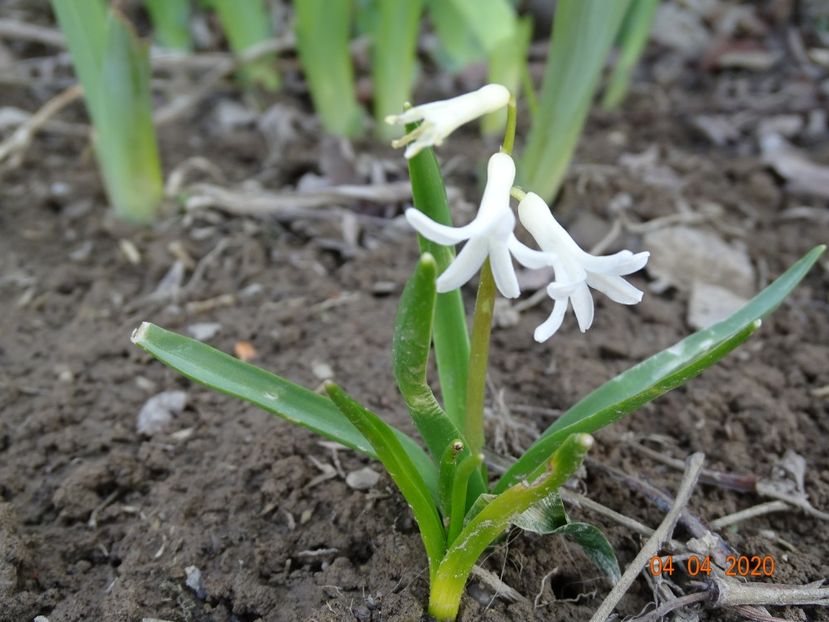 zambile vechi - z-Dobarland 2020