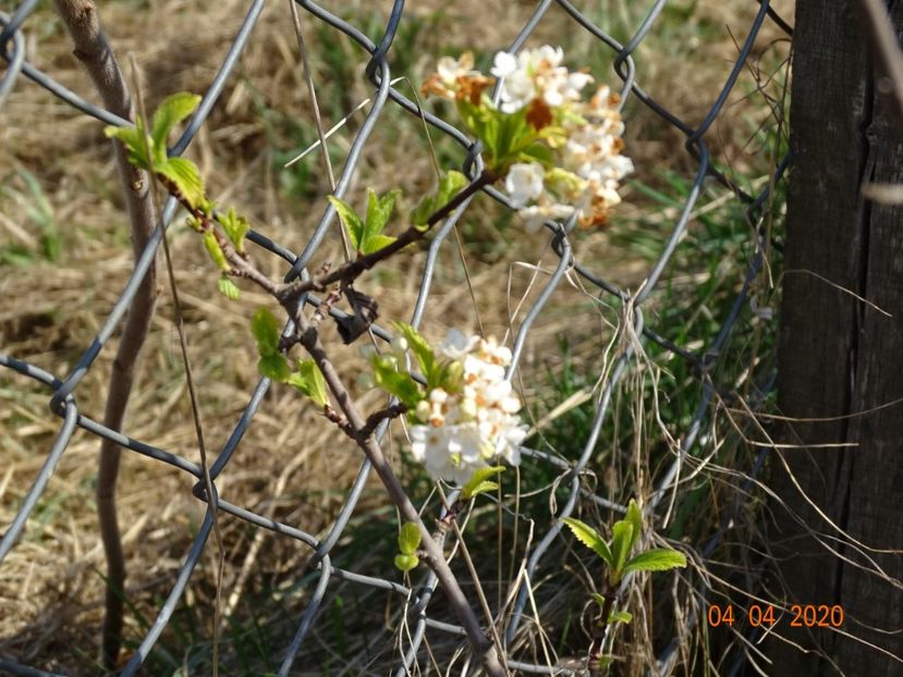 viburnum farreri Candidissimum - z-Dobarland 2020