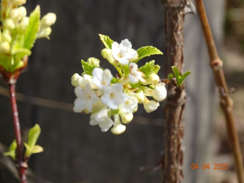viburnum farreri Candidissimum - z-Dobarland 2020