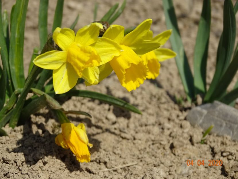 narcise Tete a tete - z-Dobarland 2020