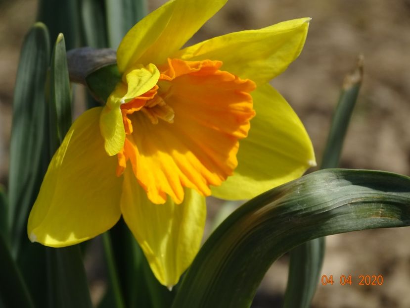 narcisa Red Devon - z-Dobarland 2020