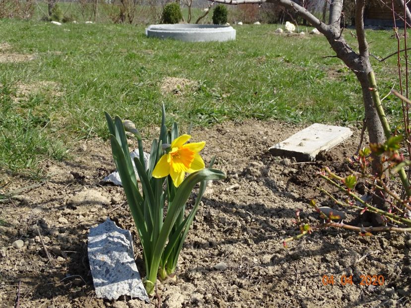 narcisa Red Devon - z-Dobarland 2020