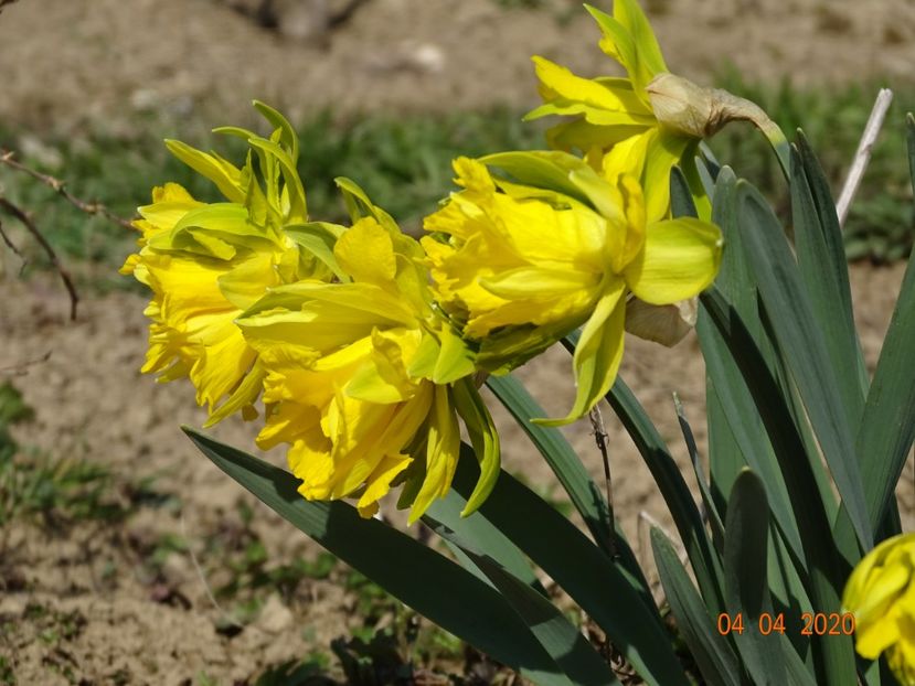 narcise Van Sion - z-Dobarland 2020