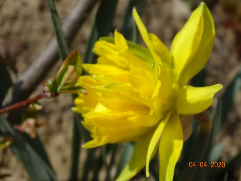 narcise Van Sion - z-Dobarland 2020