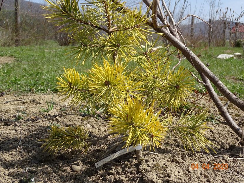 pinus sylvestris Aurea - z-Dobarland 2020