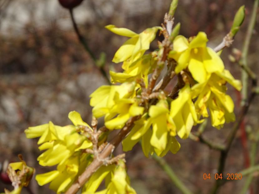 forsythia intermedia - z-Dobarland 2020