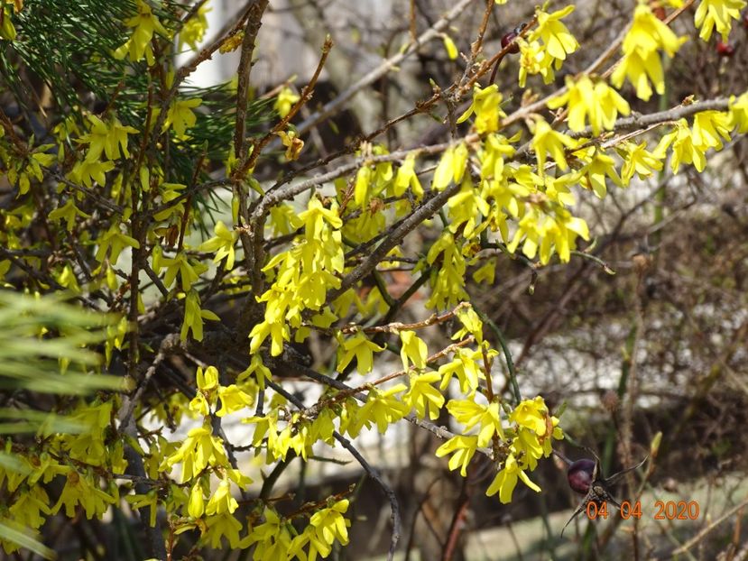 forsythia intermedia - z-Dobarland 2020