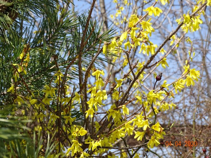 forsythia intermedia - z-Dobarland 2020