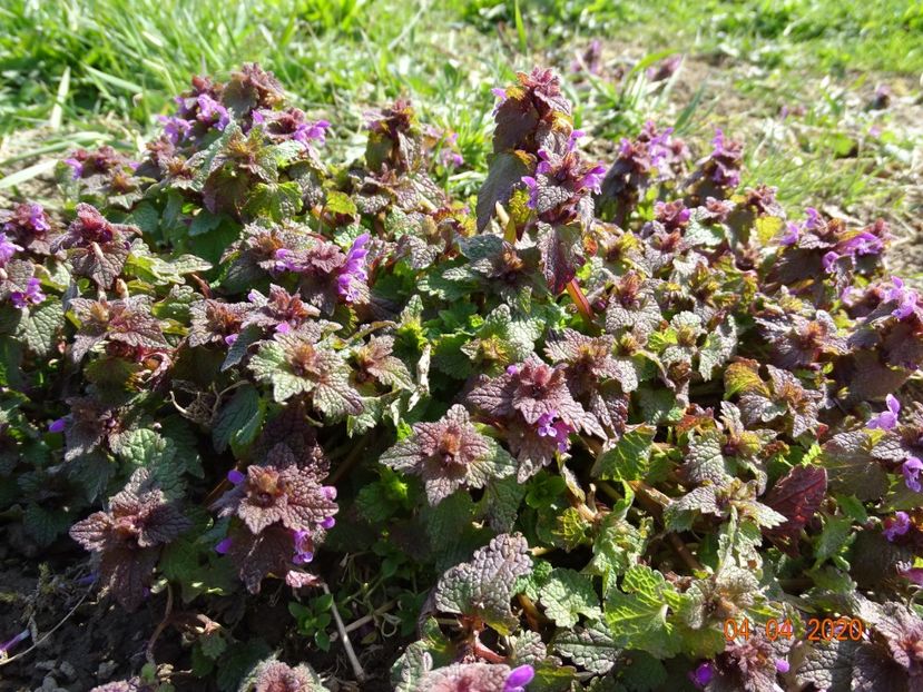 lamium purpureum - z-Dobarland 2020