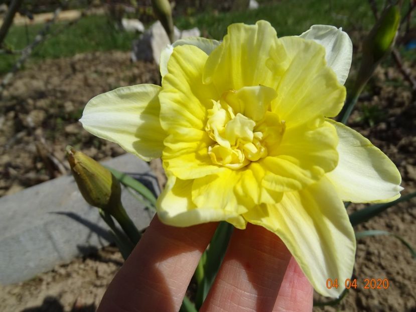 narcisa Obdam - z-Dobarland 2020