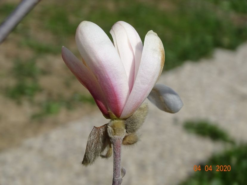 magnolia stellata - z-Dobarland 2020
