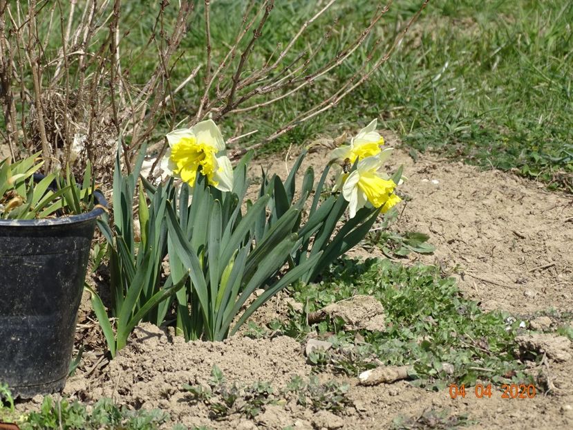 narcise Ice Follies - z-Dobarland 2020