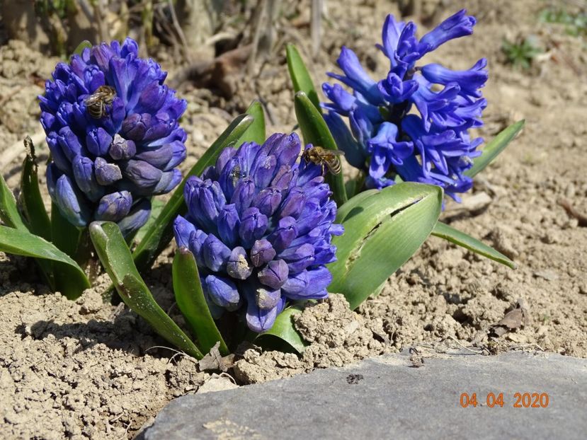 zambile Delft Blue - z-Dobarland 2020