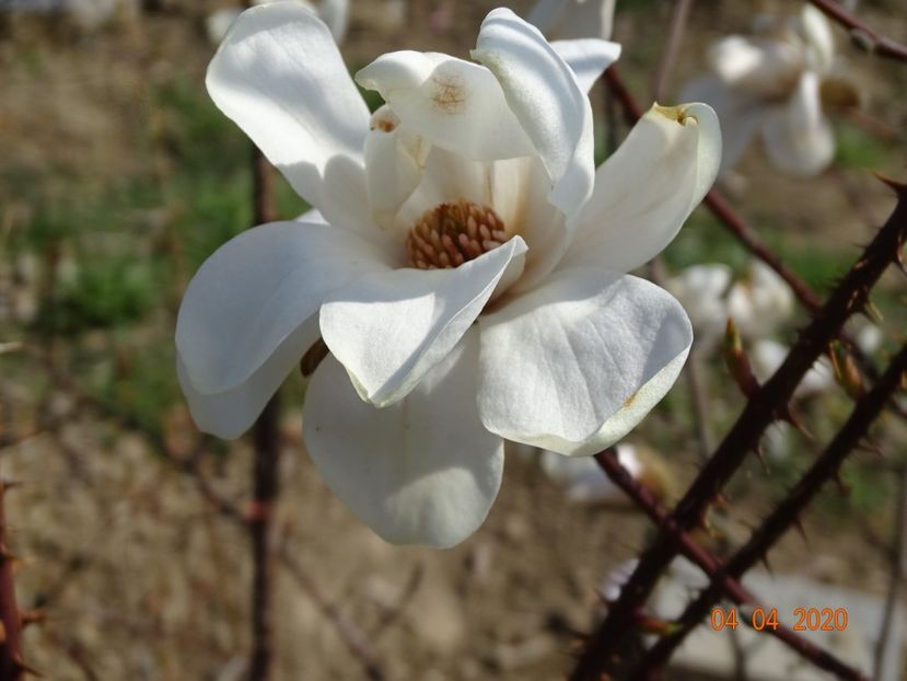 magnolia kobus - z-Dobarland 2020