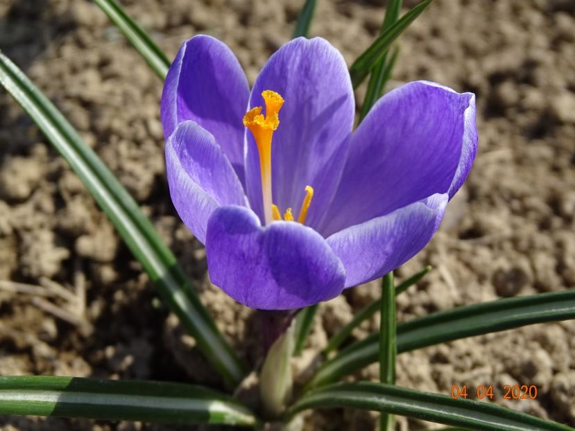 crocus Grand Maitre - z-Dobarland 2020