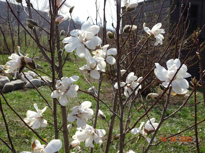 magnolia kobus - z-Dobarland 2020