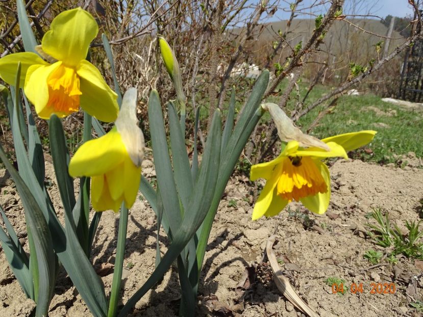 narcise Fortune - z-Dobarland 2020