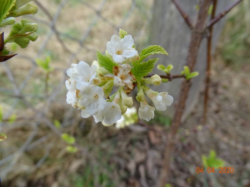 viburnum farreri Candidissimum - z-Dobarland 2020