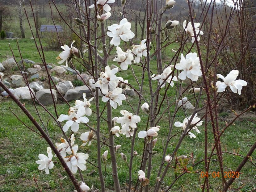 magnolia kobus - z-Dobarland 2020