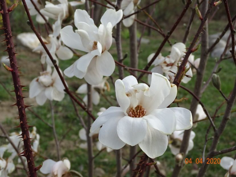 magnolia kobus - z-Dobarland 2020