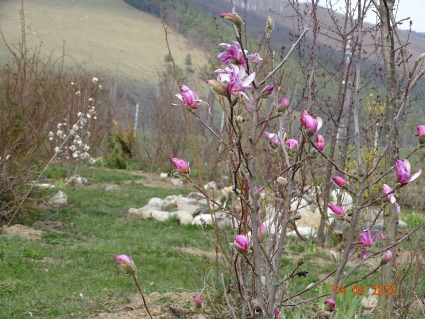 magnolia stellata Rosea - z-Dobarland 2020