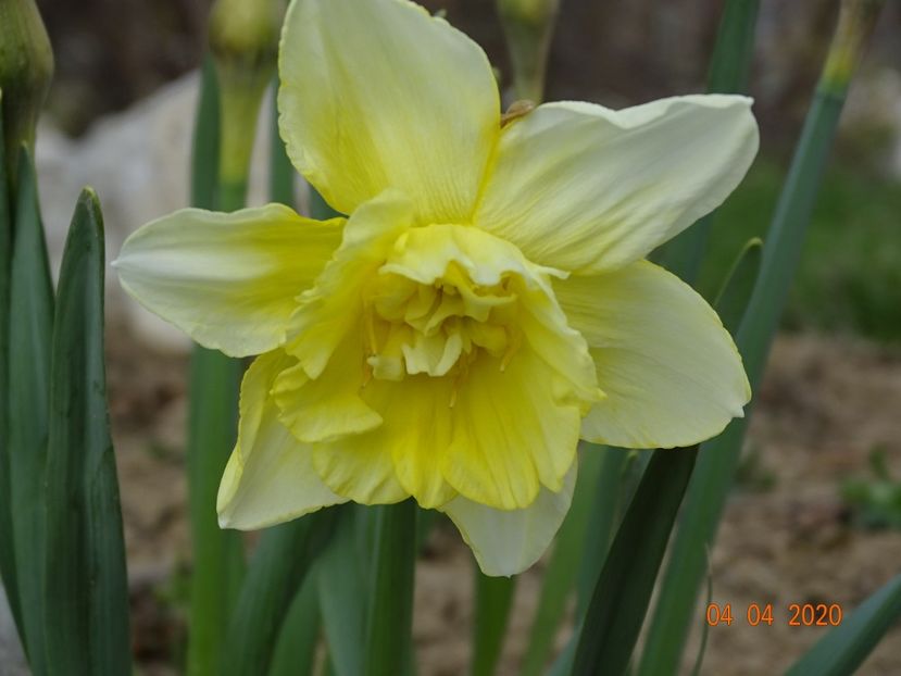 narcisa Obdam - z-Dobarland 2020