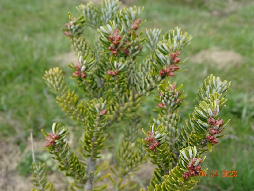 abies koreana Silberlocke - z-Dobarland 2020
