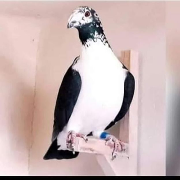  - NU AMI APARTIN 2020