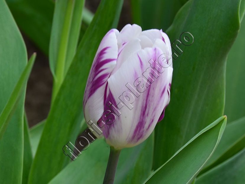 Lalele - Flori gradina