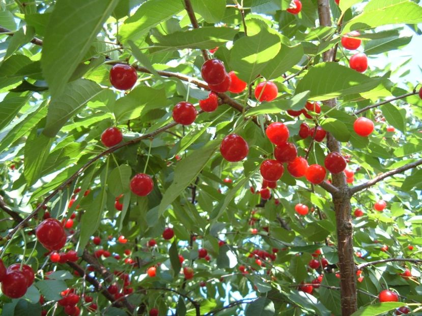 visin romanesc  foarte aromat - A Arbusti pomi decorativi și fructiferi urcatoare de vanzare