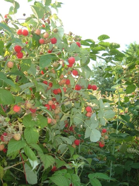 zmeura de vara cea mai aromata si parfumata - A Arbusti pomi decorativi și fructiferi urcatoare de vanzare