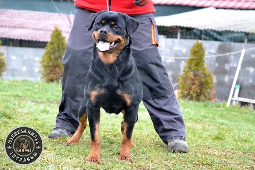 star_miereschhall_intracom_26_orig - 0 Rottweiler Canisa Miereschhall Intracom
