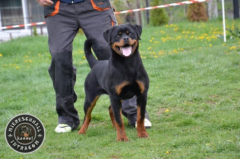 star_miereschhall_intracom_09_orig - 0 Rottweiler Canisa Miereschhall Intracom