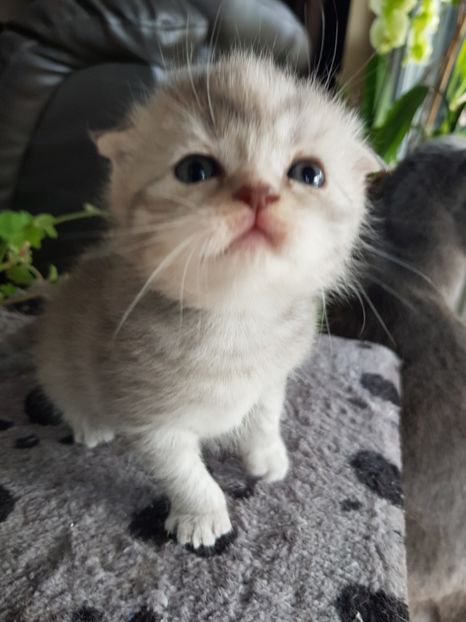  - Pisicute căței și altele