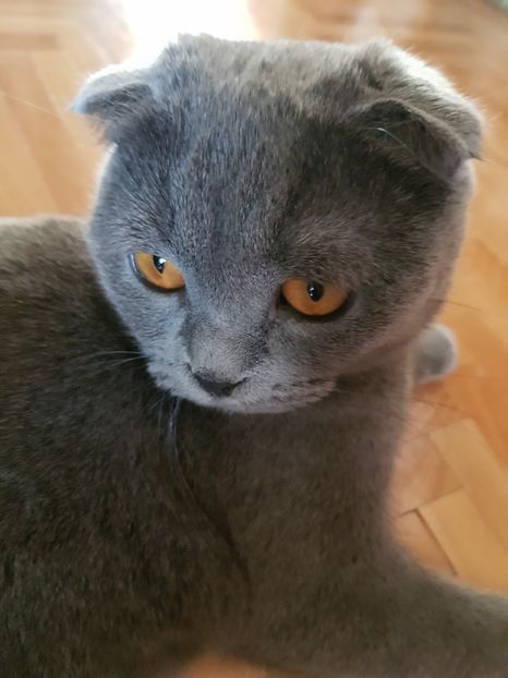  - Pisicute căței și altele