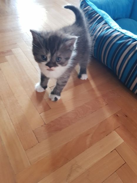  - Pisicute căței și altele