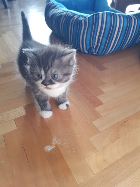  - Pisicute căței și altele