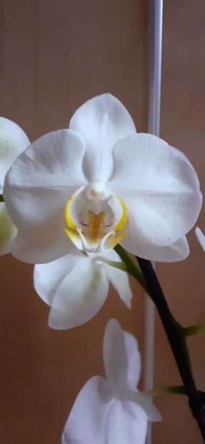  - orhidee