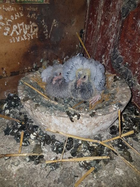 AD4E49EF-5BA9-48DB-B3D9-4F15156FFBEB - Pui Takla