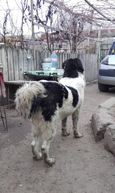 Ursula(Ursa) 7 luni și 2 saptamini - Paza