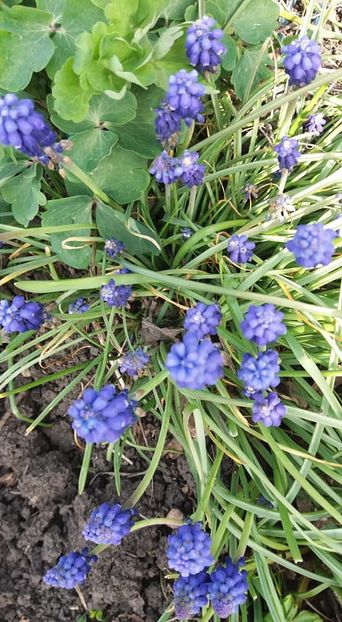  - A - A-Gradina de flori 2020