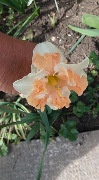  - A - A-Gradina de flori 2020